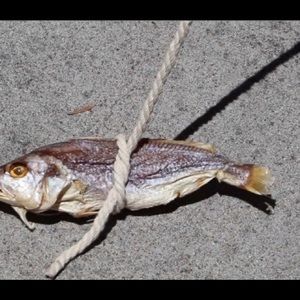 Meet your Posher, Donte